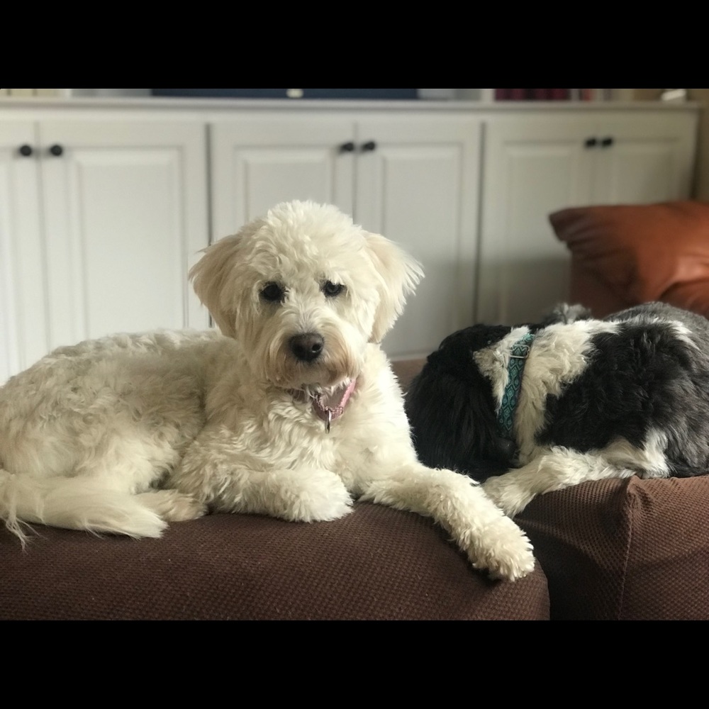 Meet your Posher, Sam